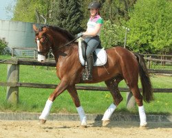 dressage horse Redmont (Hanoverian, 2011, from Royal Classic I)