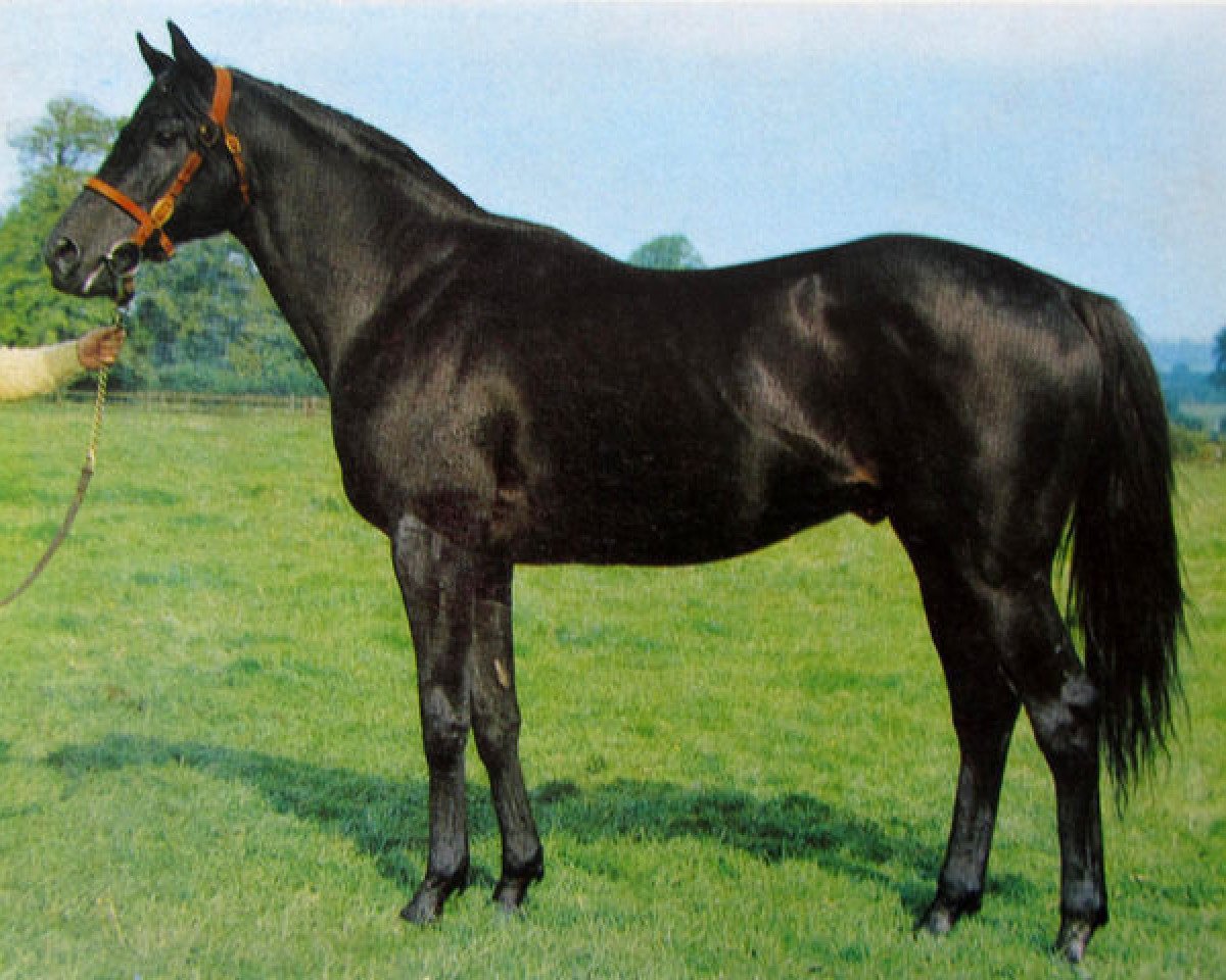 Deckhengst Tarqogan xx (Englisches Vollblut, 1960, von Black Tarquin xx)