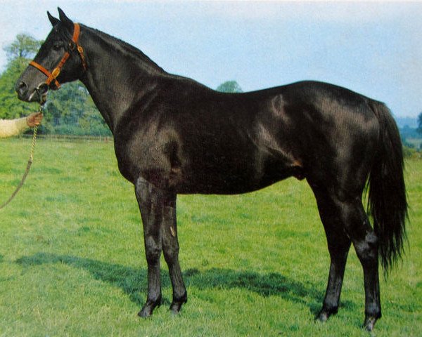 stallion Tarqogan xx (Thoroughbred, 1960, from Black Tarquin xx)