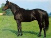 stallion Tarqogan xx (Thoroughbred, 1960, from Black Tarquin xx)