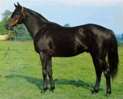 stallion Tarqogan xx (Thoroughbred, 1960, from Black Tarquin xx)