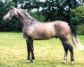 stallion Landzauber (Holsteiner, 1994, from Landadel)