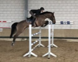 jumper Cayenne 245 (Oldenburg show jumper, 2012, from Chacco-Blue)