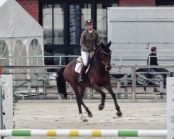 jumper Cola light GD (Oldenburg show jumper, 2013, from Cola Zero)