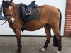 dressage horse Polly (Welsh Mix, 2007)