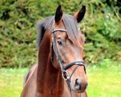 dressage horse Summerstorm (Trakehner, 2012, from Summertime)