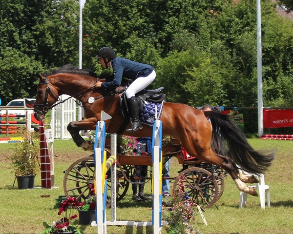 jumper Cheerio R (Hessian Warmblood, 2008, from Chequille 2)