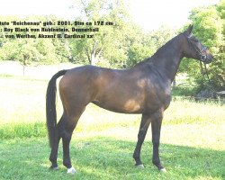 broodmare Reichenau (Württemberger, 2001, from Roy Black)