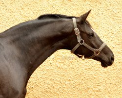 broodmare Schwalbensiegel (Trakehner, 2009, from Kostolany)