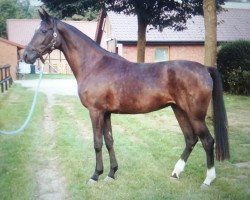 broodmare Dance for Love (Hanoverian, 2013, from De Niro)