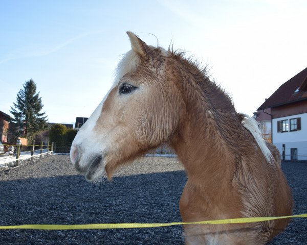 horse Aschra (Haflinger, 1990, from Artus)