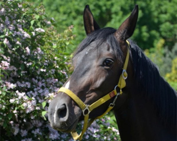 broodmare Schwalbensage (Trakehner, 2013, from Grand Corazon)