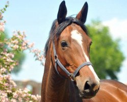 broodmare Karalina (Trakehner, 2006, from Exclusiv)