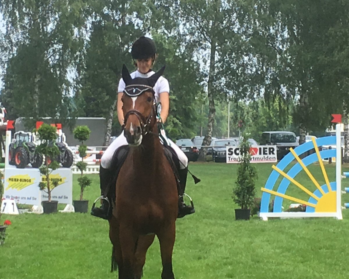 broodmare Samantha 214 (Westphalian, 2013, from Stalypso)