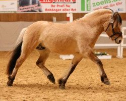 dressage horse Victor vom Matthof (Fjord Horse, 2014, from Vacceur)