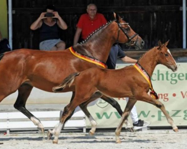 Dressurpferd Call me Dada (Deutsches Reitpony, 2017, von FS Champion de Luxe)