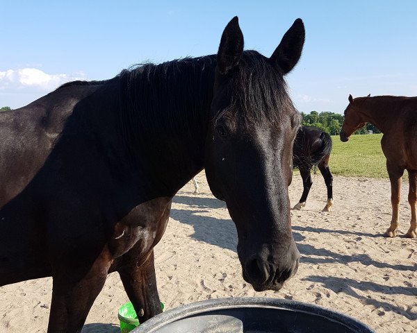 horse Cash P (German Sport Horse, 2009, from Caletto III)