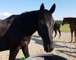 horse Cash P (German Sport Horse, 2009, from Caletto III)