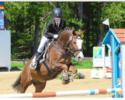 jumper Hazelberg's Limouzine (Dutch Pony, 2005, from Linde's Rob)