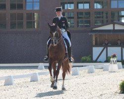 stallion DSP Sir Diego R (German Sport Horse, 2010, from Sommertraum)