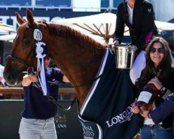 jumper Don't Touch des 4 Vents Z (Zangersheide riding horse, 2012, from Diamant de Semilly)