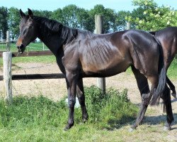 Zuchtstute Barcarole (Trakehner, 2016, von Herbstkönig 2)