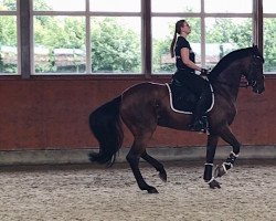 dressage horse Talandra's Rose (Oldenburg, 2011, from Self made)