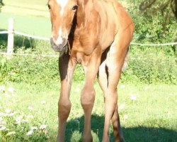 jumper Cayra 4 (Hanoverian, 2018, from Casalido)