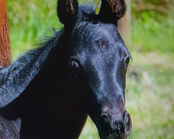 dressage horse Fanuh (Hanoverian, 2018, from Fantastic)