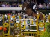 jumper Clenur (Oldenburg show jumper, 2006, from Carinue)