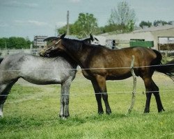 jumper Calle Cool 51 (Hanoverian, 2015, from Cascalido)