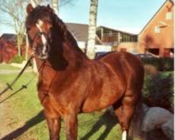 horse Campari (Welsh-Pony (Section B), 1991, from Courage)