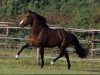 stallion Marienhof's Voyou (German Riding Pony, 2004, from Vivaldi)