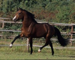 stallion Marienhof's Voyou (German Riding Pony, 2004, from Vivaldi)