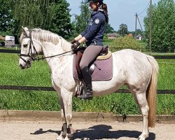 broodmare Chicadiva (German Riding Pony, 2012, from Fs Coco Jambo)