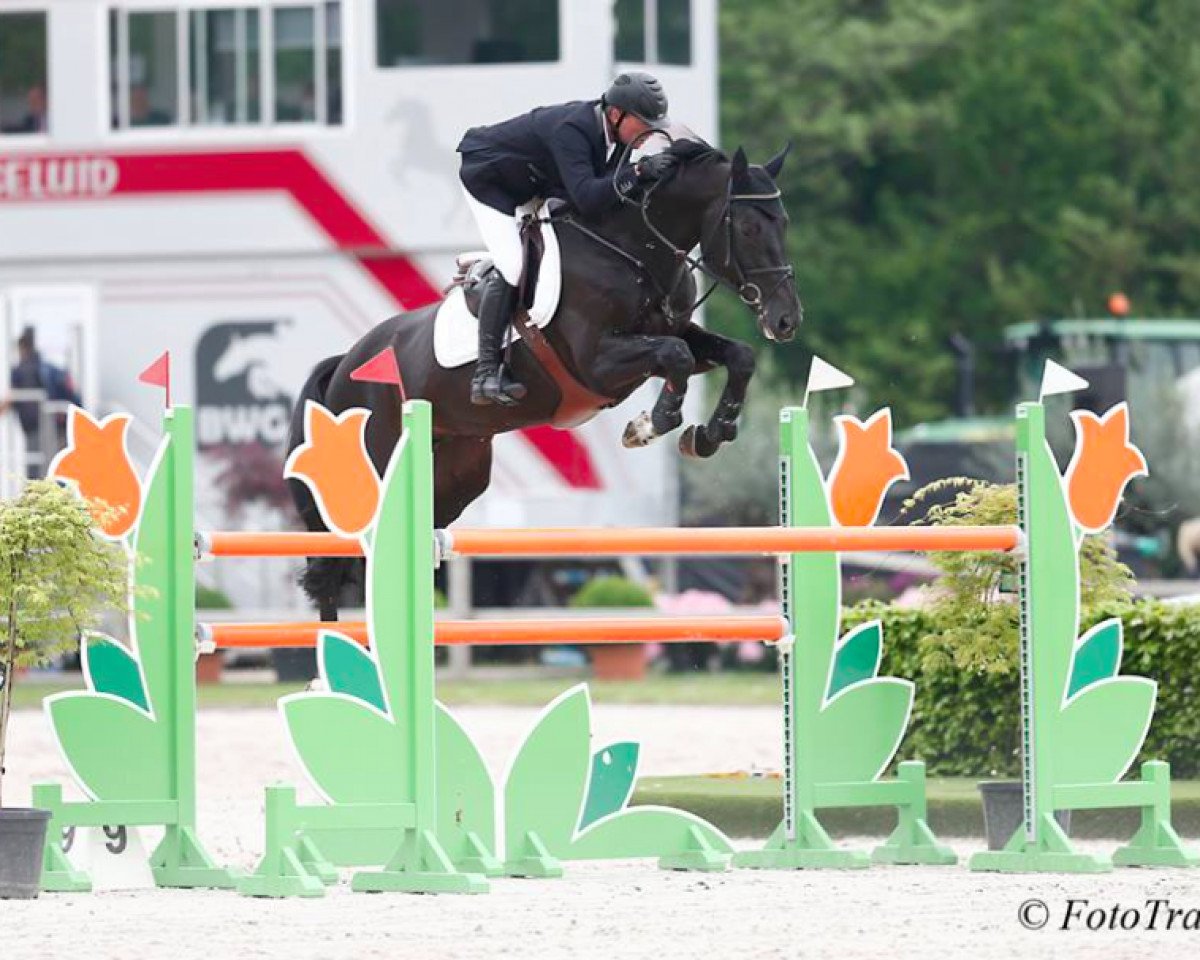 jumper Ezra van W (KWPN (Royal Dutch Sporthorse), 2009, from Diarado)