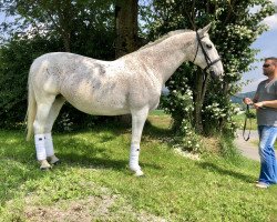 Zuchtstute Maestoso Katica (Lipizzaner, 2006, von 4334 Maestoso Marci)