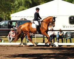 dressage horse Fleur La Rouge (Hanoverian, 2010, from Fürst Nymphenburg)