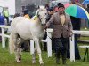 stallion Cong Admiral (Connemara Pony, 1989, from Glencarrig Finn)
