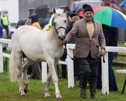 Deckhengst Cong Admiral (Connemara-Pony, 1989, von Glencarrig Finn)