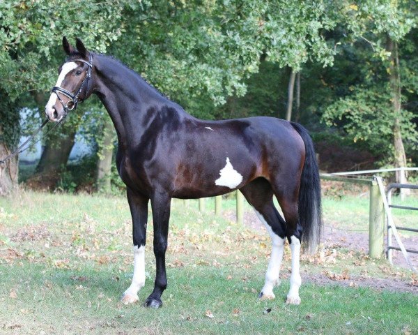 dressage horse Gina 1798 (KWPN (Royal Dutch Sporthorse), 2011, from Cizandro)