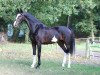 dressage horse Gina 1798 (KWPN (Royal Dutch Sporthorse), 2011, from Cizandro)