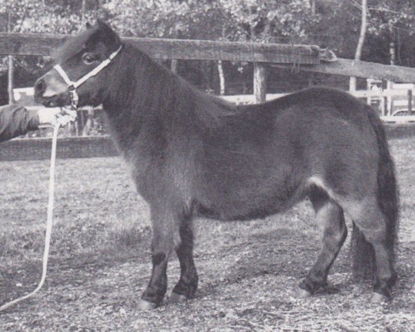 Zuchtstute Ylona van Dennenhof (Shetland Pony (unter 87 cm), 1985)