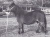 Zuchtstute Ylona van Dennenhof (Shetland Pony (unter 87 cm), 1985)