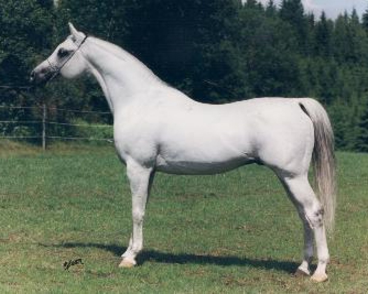 stallion Etogram ox (Arabian purebred, 1981, from El Paso ox)