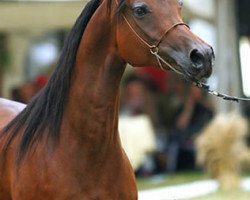 broodmare Eutona (Arabian thoroughbred, 1994, from Etogram ox)