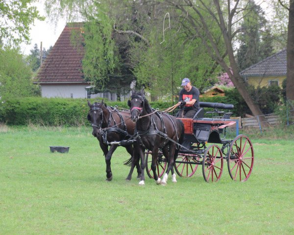 Pferd Amberg (Polnisches Warmblut, 2006, von Trawers)
