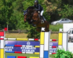 jumper Turner St Ghyvan Z (Zangersheide riding horse, 2009, from Dollar de la Pierre)