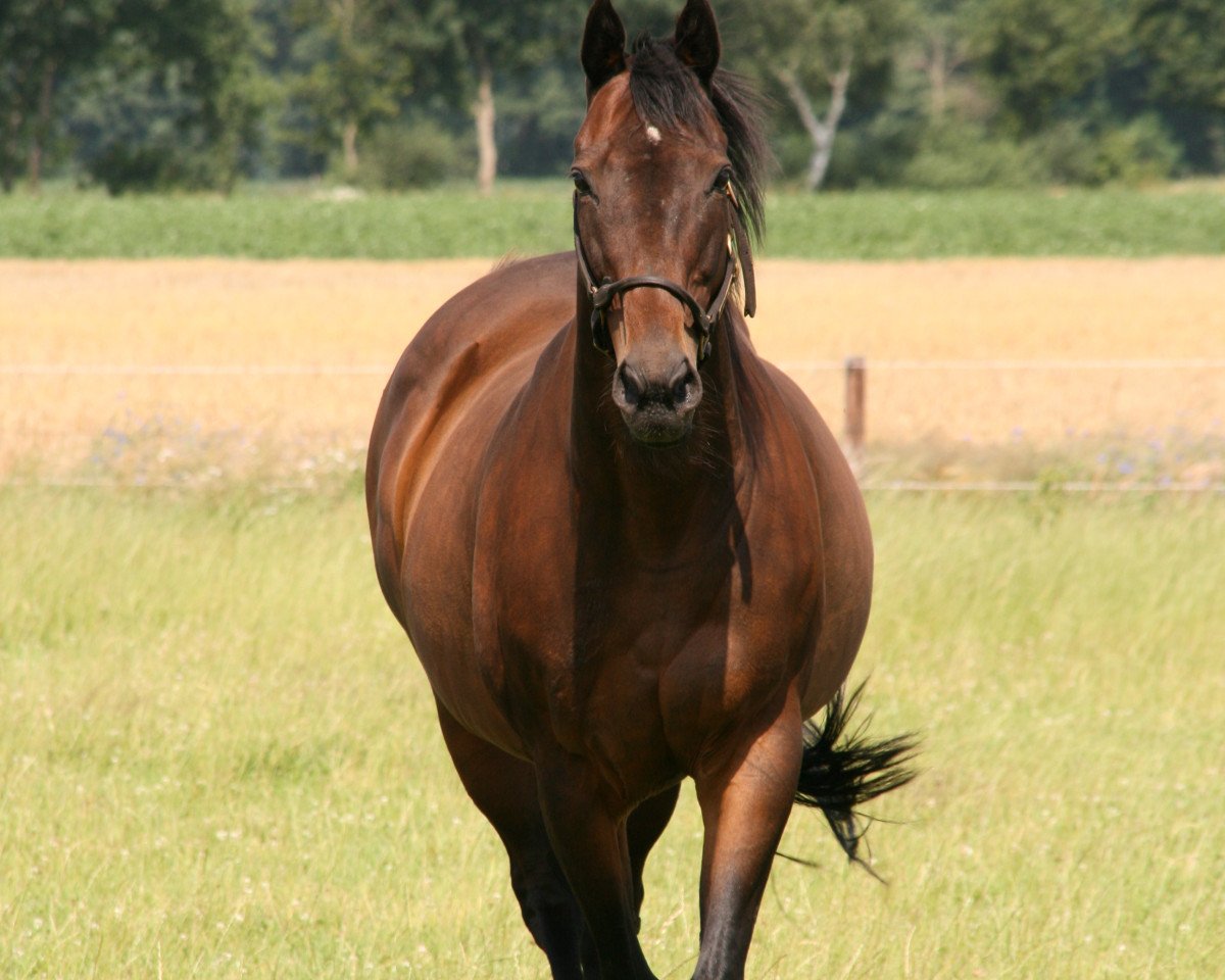 broodmare The Marshalls Lady xx (Thoroughbred, 1988, from Kafu xx)