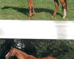 broodmare Shora xx (Thoroughbred, 1985, from Ataxerxes xx)